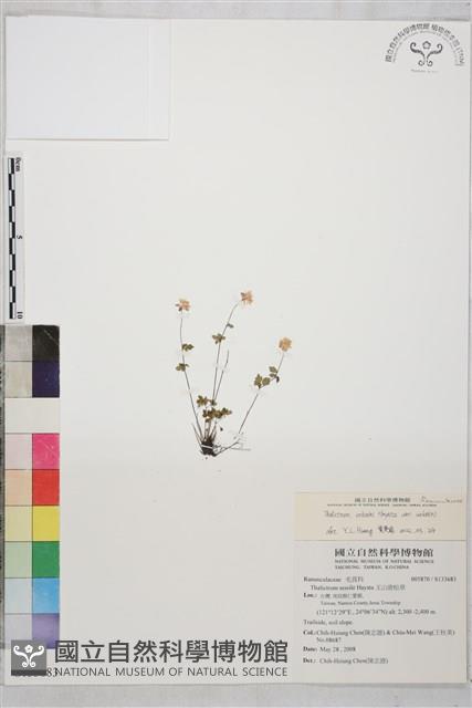 傅氏唐松草藏品圖，第1張