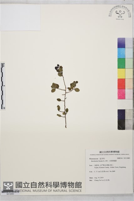 小葉黃鱔藤藏品圖，第1張