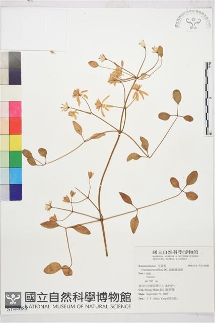 圓錐鐵線蓮藏品圖，第1張