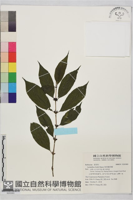 琉球雞屎樹藏品圖，第1張