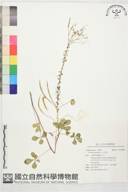 Accession Number:S227083 Collection Image