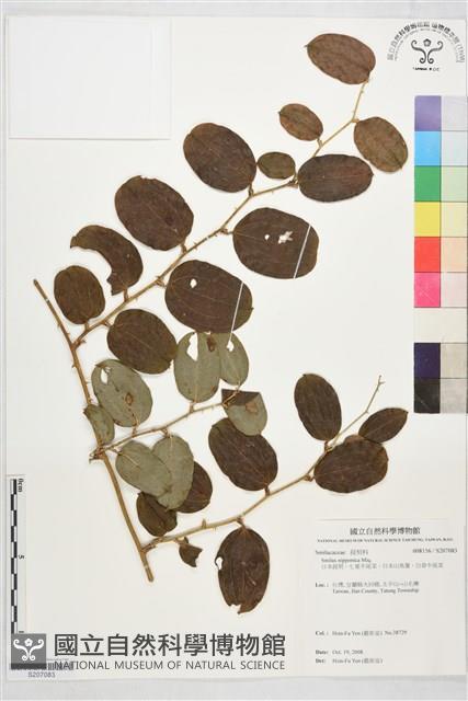 日本菝契、七星牛尾菜、日本山馬薯、白背牛尾菜藏品圖，第1張