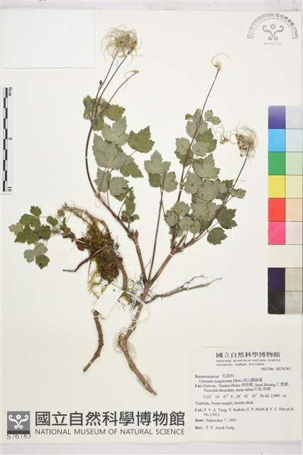 高山鐵線蓮藏品圖，第1張