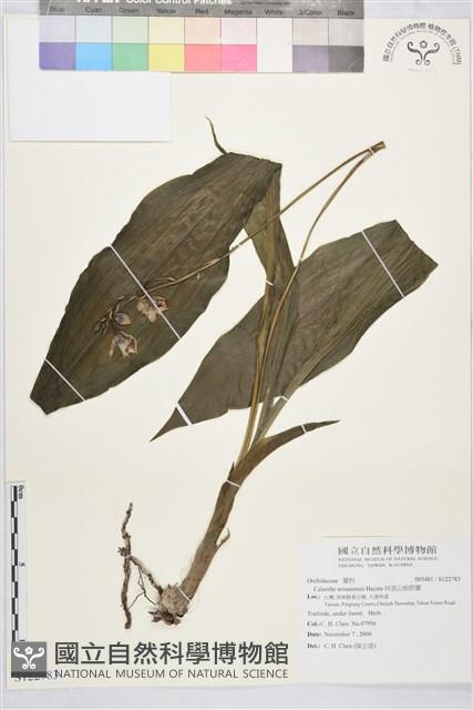 阿里山根節蘭藏品圖，第1張