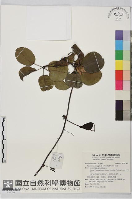 石月藏品圖，第1張