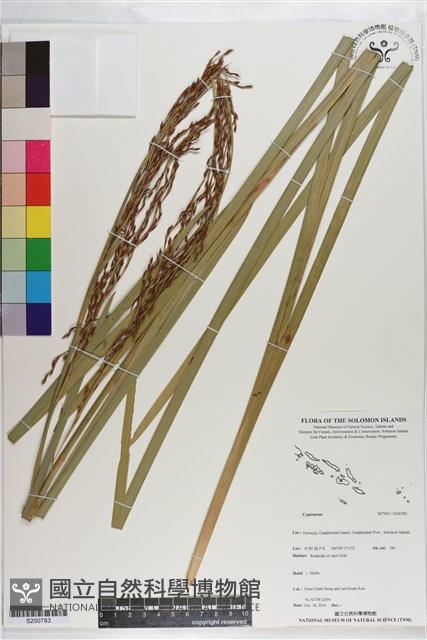 登錄號:S200783藏品圖，第1張