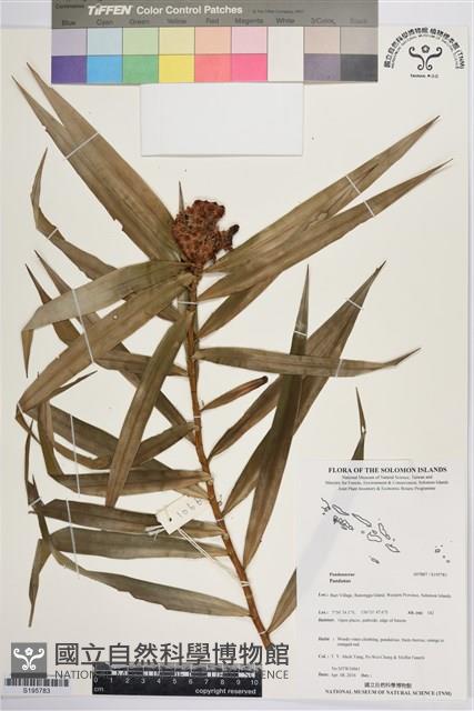 登錄號:S195783藏品圖，第1張