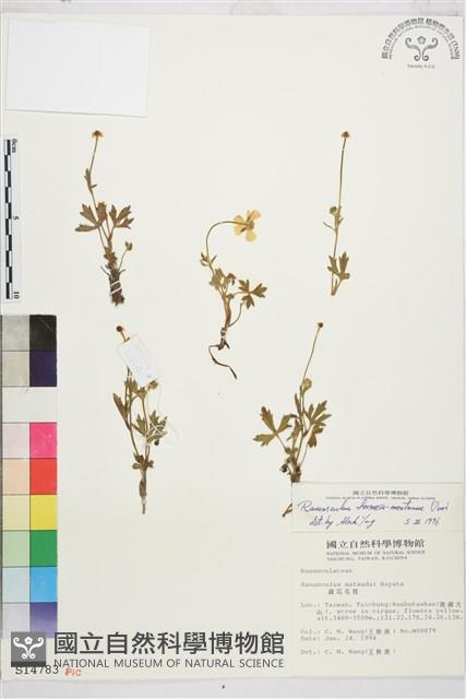 蓬萊毛茛藏品圖，第1張