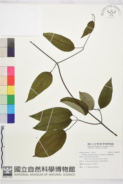 柱果鐵線蓮藏品圖，第2張