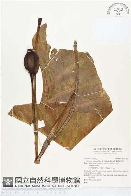 蘭嶼姑婆芋藏品圖，第1張