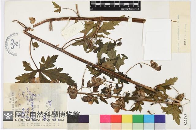 缺刻烏頭藏品圖，第1張