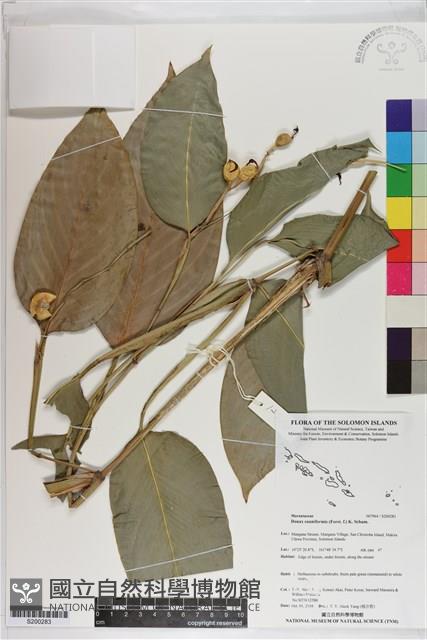 蘭嶼竹芋藏品圖，第1張