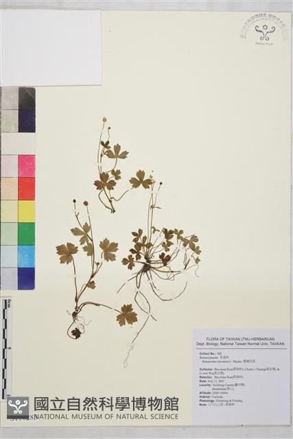 鹿場毛茛藏品圖，第1張