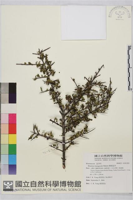 變葉鼠李藏品圖，第1張