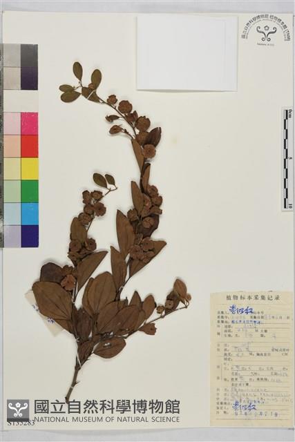 馬甲子藏品圖，第1張