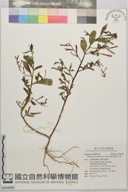 細葉水丁香藏品圖，第1張