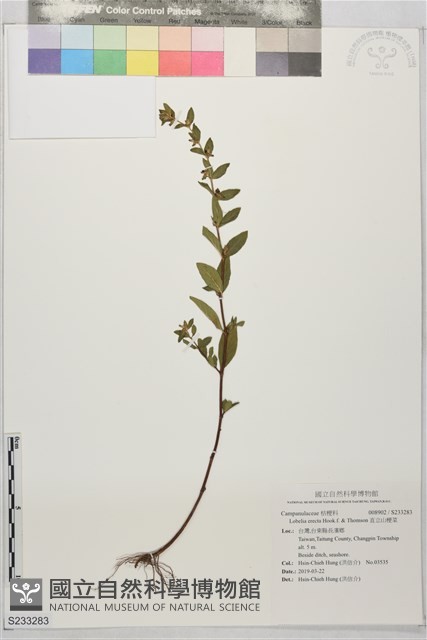 直立山梗菜藏品圖，第1張