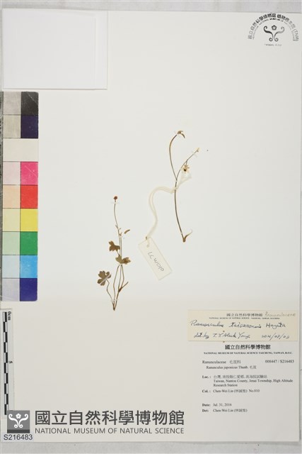鹿場毛茛藏品圖，第1張