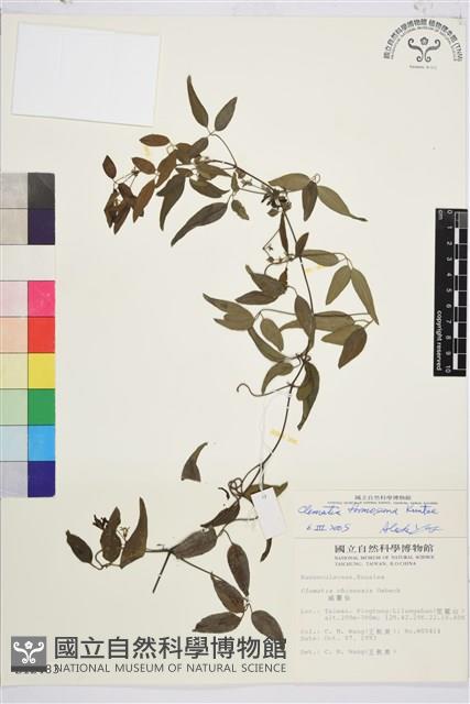 臺灣鐵線蓮藏品圖，第1張