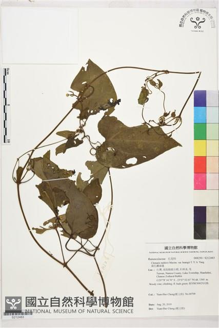 黃氏鐵線蓮藏品圖，第1張