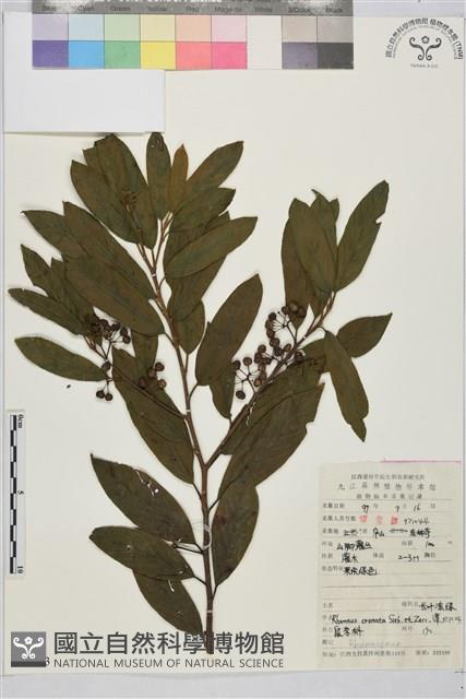 鈍齒鼠李藏品圖，第2張