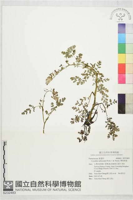 彎果黃菫藏品圖，第1張