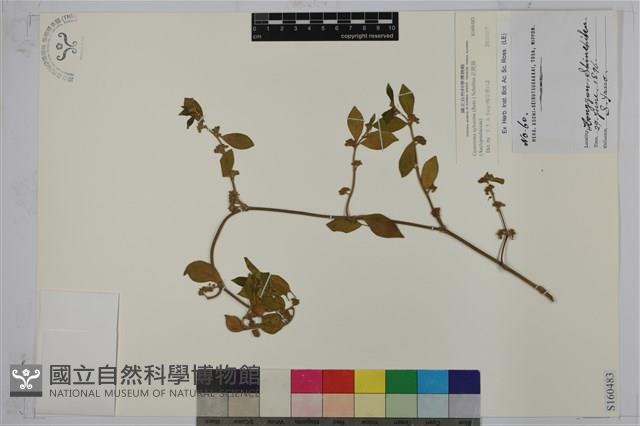 武靴藤藏品圖，第1張