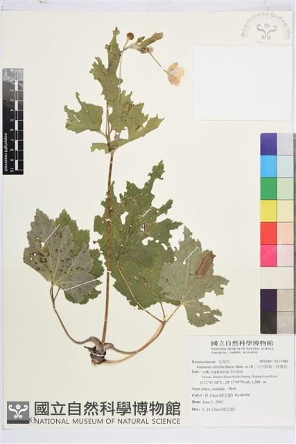 小白頭翁、野棉花藏品圖，第1張