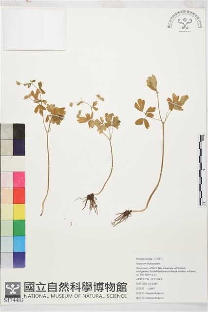 登錄號:S174483藏品圖，第1張