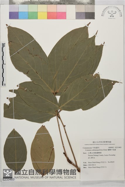 蘭嶼牛栓藤藏品圖，第1張