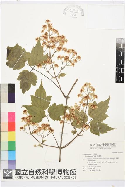 串鼻龍藏品圖，第2張