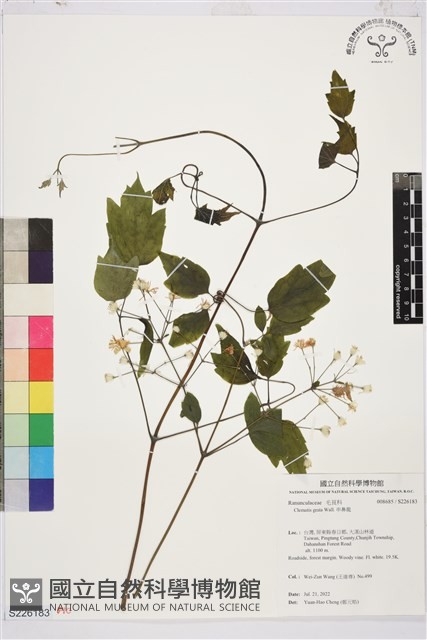 串鼻龍藏品圖，第1張