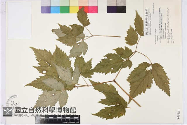 登錄號:S046183藏品圖，第1張