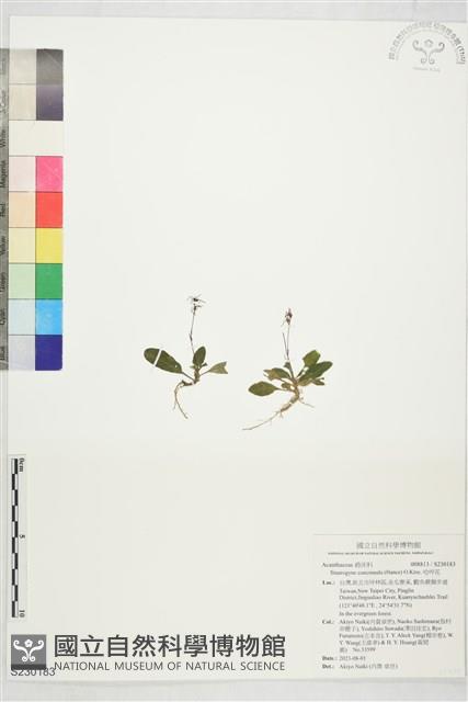 哈哼花藏品圖，第1張