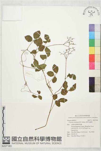 海岸烏蘞莓藏品圖，第1張