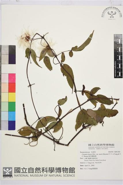 森氏鐵線蓮藏品圖，第2張