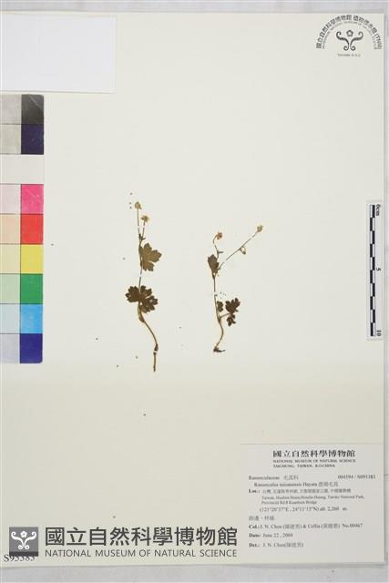 鹿場毛茛藏品圖，第1張