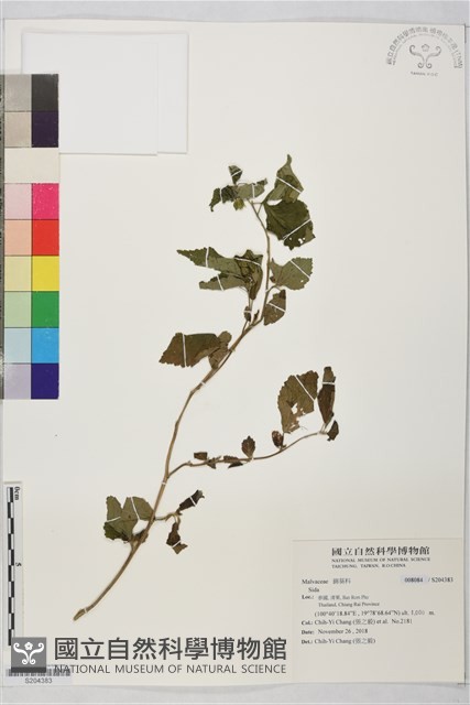 登錄號:S204383藏品圖，第1張