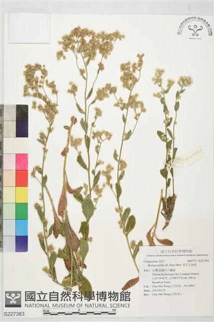 柔毛艾納香藏品圖，第1張