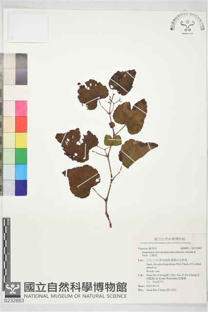 山葡萄藏品圖，第1張