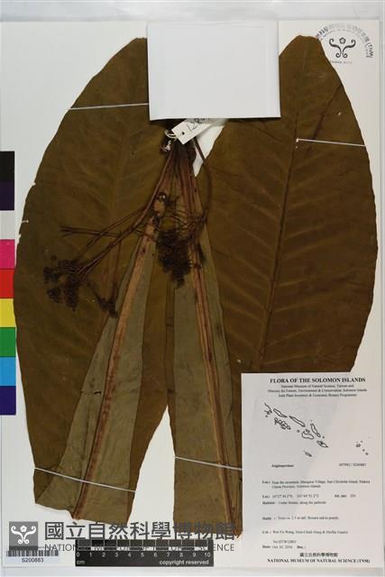 登錄號:S200883藏品圖，第1張