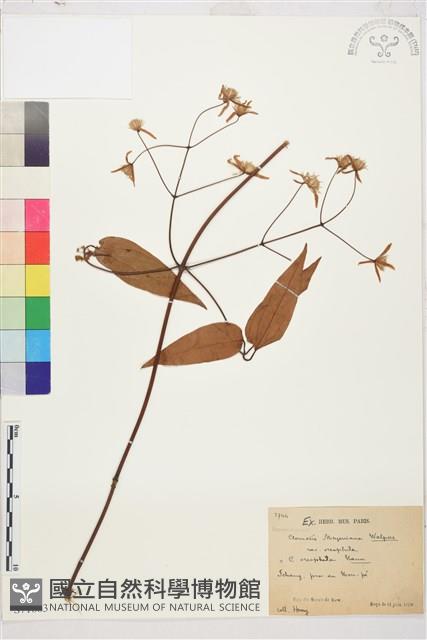 登錄號:S071883藏品圖，第1張