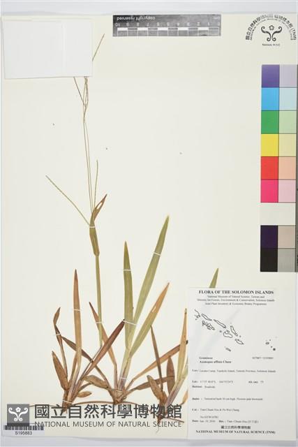 類地毯草藏品圖，第1張