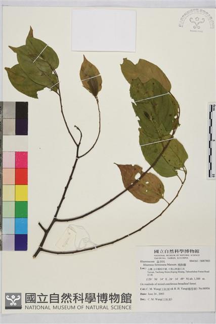 桶鉤藤藏品圖，第1張