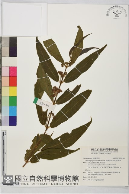 細葉紫珠、紅面將軍藏品圖，第1張