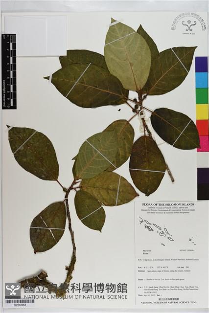 Accession Number:S200983 Collection Image