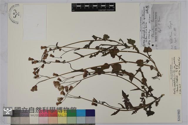 紫背草藏品圖，第1張