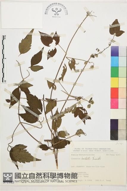 巴氏鐵線蓮藏品圖，第1張