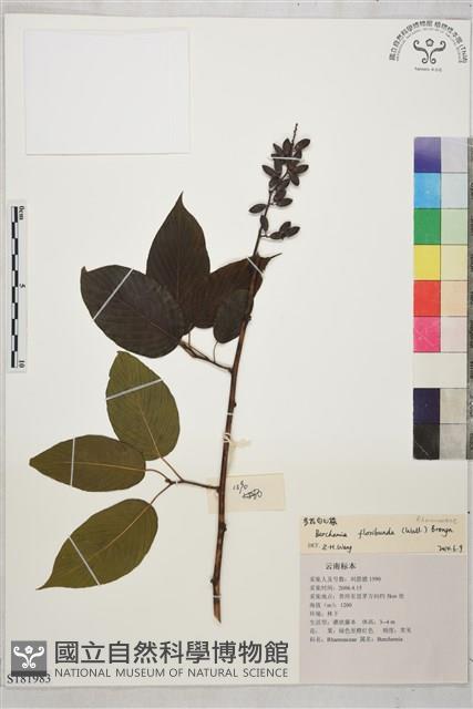 多花勾兒茶, 多花黃鱔藤藏品圖，第1張