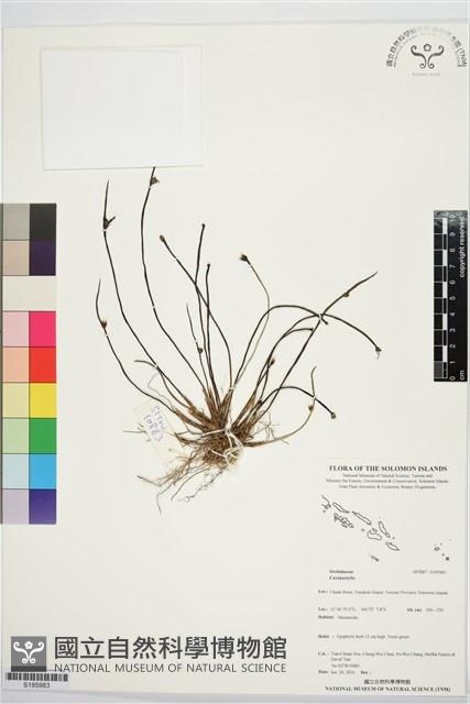 登錄號:S195983藏品圖，第1張